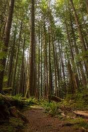 A path through a forest of very tall trees.
