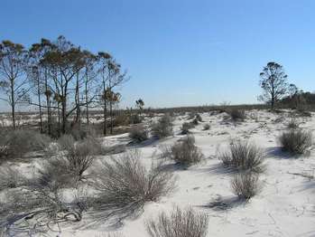 Dark brown and green plants growing out of white sand. A bright blue sky and green pine trees in the background.