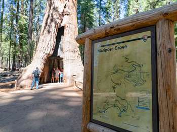 People stand inside a tunnel that has been cut out of the base of a large giant sequoia tree.