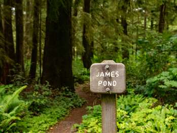 A sign next to forest trail reads 