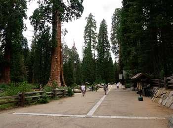 An outdoor walkway with a linear tile inset