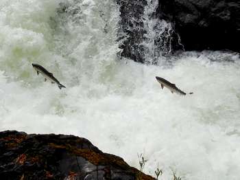 Several fish leaping up a small waterfall.