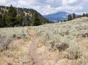 Bare ground trail leads through a dense patch of sagebrush growing across a field.