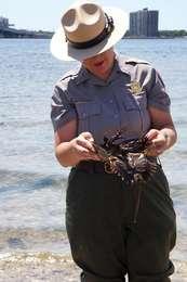 A park ranger holds a horseshoe crab on the shoreline of Sandy Hook Bay.