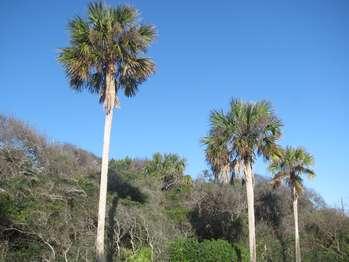 tall and slender trees topped will green fronds 