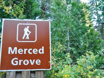 Vibrant green trees are behind a brown and white sign that reads,