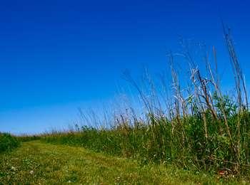 Tall prairie plants border a mowed grass trail.