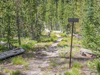 A small metal sign stands to the right of a trail through a conifer forest.