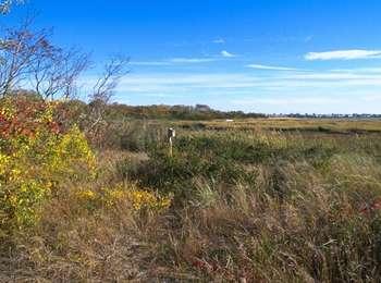 A wooden bird box sits amid native shrubs and sea grasses at the edge of the marsh.