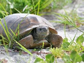 gopher tortoise