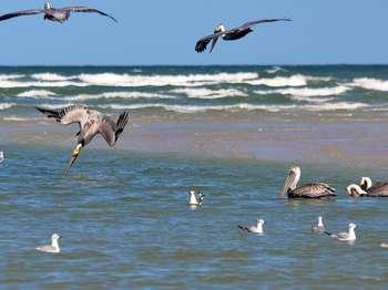 brown pelicans flying, diving, and floating at the beach