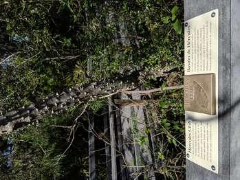 Mounted on top of the wooden rail along the Nature Trail boardwalk is a horizontal panel with a touchable bronze model.  On the left and right sides of the panel, black text in English and Spanish reads:  Hercules Club. Also known as the toothache tree, its bitter bark is a home remedy for toothache. In fact, all of its plant partsâ€”seed, fruit, bark, and rootâ€”are useful. Seeds can be used like pepper and a tonic from the fruit can ease a stomach ache.  End of Text  In the center between the 2 columns of text, a bronze 4-inch square. On it is a touchable model of the Hercules Club and raised letters in English, Spanish, and Braille. The tree has a spiky trunk, while its smooth dark green leaves extend from a central stem.  Directly in front of the panel, the maritime forest includes the Hercules Club tree. Beyond the tree is a boardwalk switchback.  [End of message]