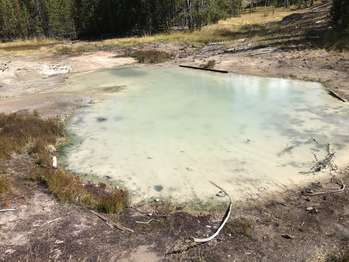 A small, greenish-yellow hot spring steams in a small depression in the woods.