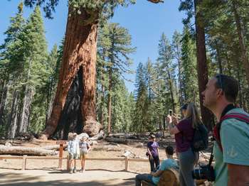 People stand next to a wood railing to get pictures taken with a large giant sequoia behind them.