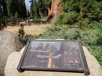 An outdoor exhibit near the Sentinel Tree