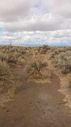 Two brown, bare ground tracks on either side of a sagebrush lined hump mark the location of the Oregon Trail