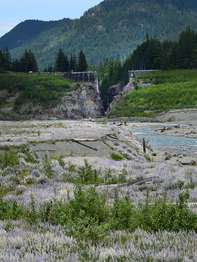 A meadow full of lupine flowers, with an old dam site in the distance.