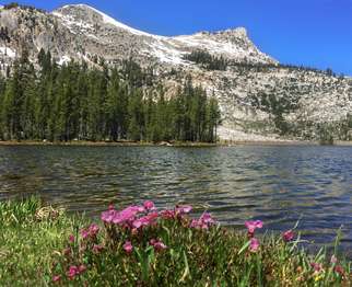 A bunch of pink wildflowers are at the edge of a lake. A snow-covered peak rises up beyond the lake.