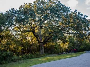 Sun shining through a large oak tree.