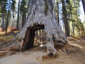 A tree that has a tunnel cut out of it is seen among other trees.