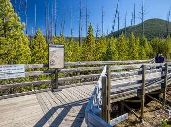A wooden boardwalk with a map on a stand surrounded by green pine trees