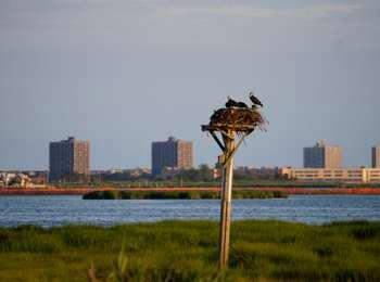 Against a backdrop of apartment buildings, two osprey guard their young on a manmade platform above the marshes of Jamaica Bay.