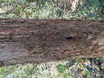 Mounted on top of the wooden rail along the Nature Trail boardwalk is a horizontal panel with a touchable bronze model.    On the left and right sides of the panel, black text in English Spanish reads:  Eastern Red Cedar. The evergreen foliage attracts wildlife for food, protection, and nesting. Its fruit, young branches, and leaves have aromatic oils used in a variety of medicines. A tea made from its leaves can relieve a cough or calm restlessness.  End of Text  In the center between the 2 columns of text is a bronze, 4-inch square with a touchable model of the Eastern Red Cedar foliage, and raised letters in English, Spanish, and Braille. This tree has tiny green, branchlike tendrils and round white berries.  Directly in front of the panel, is a red cedar within a dense maritime forest.  [End of message]