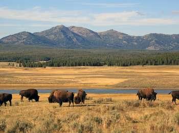 Bison stand in a wide valley with mountain