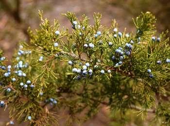 Dusty blue berries give contrasting color to the bright green needles of the Eastern Red Cedar.