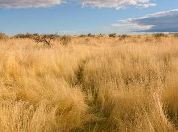 Narrow open path through dried grass and sagebrush marking Oregon Trail swales