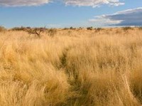 Narrow open path through dried grass and sagebrush marking Oregon Trail swales
