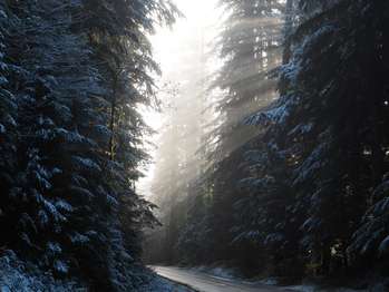 A frosty road with sun shining through trees, illuminating mist.
