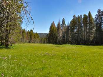 A vibrant green meadow is speckled with multi-colored wildflowers.