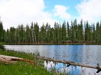 Tall pine trees surround a lake. Puffy clouds reflect in the water.
