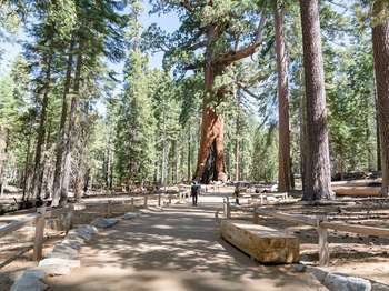A man walks on a dirt path toward a large sequoia tree.