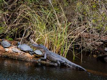 A small alligator and five turtles rest on a log. The alligator's head balances on one of the turtles' shell.