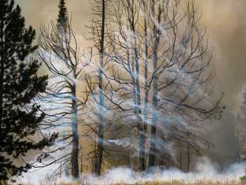 Burning trees emit ribbons of smoke, while an unburned tree stands in the foreground.