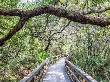 a wood boardwalk with overhanging trees