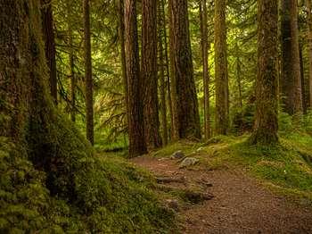 A dirt path in a mossy forest of tall trees.
