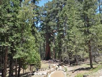 People walk on a dirt path to a distinct tree that is much larger than surrounding trees.