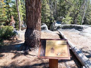 A wayside exhibit stands beneath a tall tree.