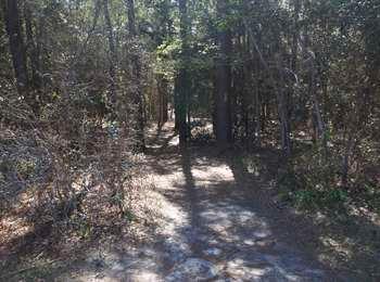 Start of the trail from the eastern end, with the trail heading into the woods.