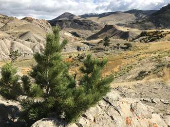 Small pine tree grows on a rocky outcropping, as the Yellowstone River flows through the valley in the background.