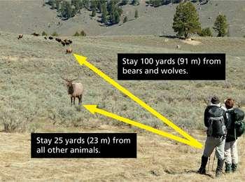 Stay 100 yards (91 m) from bears and wolves. Stay 25 yards (23 m) from all other animals.