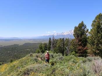 Visitors hiking near summit of Signal Mountain with sagebrush and wildflowers. The Teton Range is in the background.