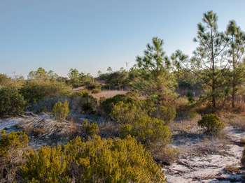 Florida rosemary, pines, and other plants cover sandy dunes.