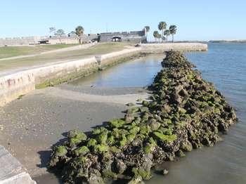 Looking down from the edge of the seawall one can see hundreds of coquina boulders with green growth on them.