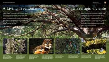 The panel background is a color photo of a live oak tree's branches spreading out under a light green canopy of leaves.   In the top left and right corners of the panel, white text in English and Spanish reads:   A Living Treehouse. The unique southern live oak species twists and sculpts itself in response to its environment. Notice how most of the branches are leaning westâ€”away from the salty air blowing in from the Atlantic Ocean. Live oak wood is incredibly strong and was once the preferred material for ship building. Scan the long, twisting limbs for lichens, ferns, air plants, lizards, squirrels, and birds.  End of Text  Below the tree branches, inset against a green background are 4 inset color photos. On the far left is a dry grey bunch of tiny tendrils twisted together. Below, white text in English and Spanish reads:  Spanish moss isnâ€™t a parasiteâ€”itâ€™s an air plant that absorbs moisture and nutrients from the air.  End of Text  To the right, a photo of a brown and white owl with large gold eyes. Below, white text in English and Spanish reads:  Great horned owls have long, earlike tufts, a yellow-eyed stare, and a deep hooting voice.  End of Text  To the right, a photo of a brown oval spider with striped black and yellow legs in a circular web,. Below, white text in English and Spanish reads:  Golden silk spiders weave elaborate webs to catch flying insects.  End of Text  To the right, a photo of light green ferns growing on top of and below a live oak tree branch.   Below, white text in English and Spanish reads:  Resurrection ferns appear brown and dead when dry, but turn green after a rain.  End of Text  The panel is set on a concrete pad, which depending on the season, may be covered with leaves. Beyond the panel is a shady area with picnic tables scattered amongst live oak trees; behind and to the right of the panel is a concrete sidewalk and parking lot. .   [End of message]