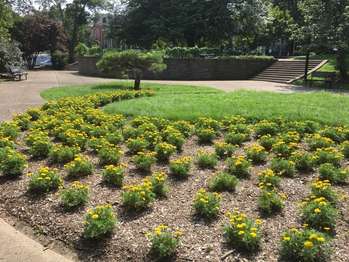 Small flowers in an area of Bryce Park