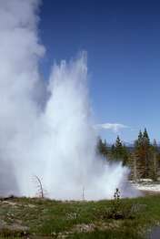 A blast of steam and water shoots skyward from a pool near conifer trees.